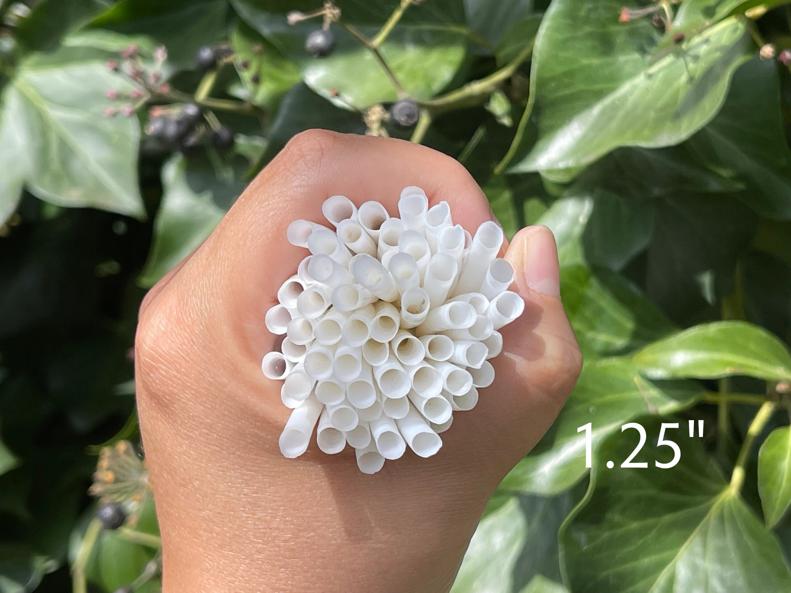 Smooth Dentalium, 1.25"