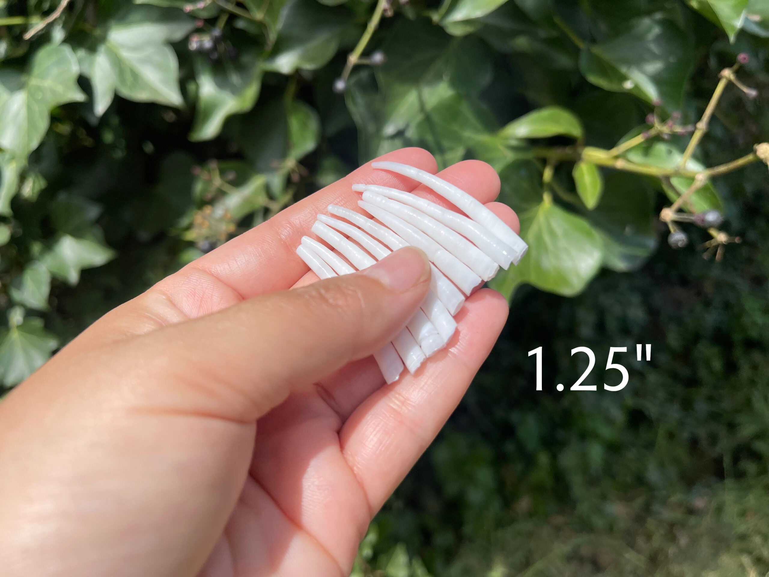 Smooth Dentalium, 1.25"