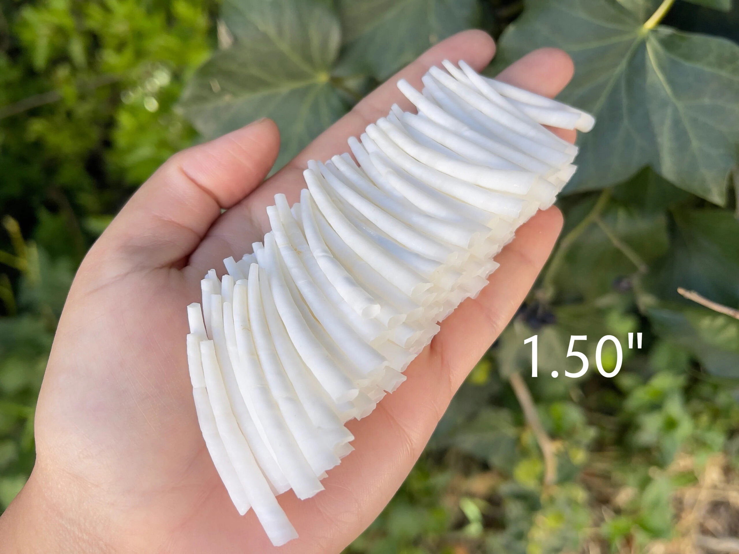 Smooth Dentalium, 1.50"