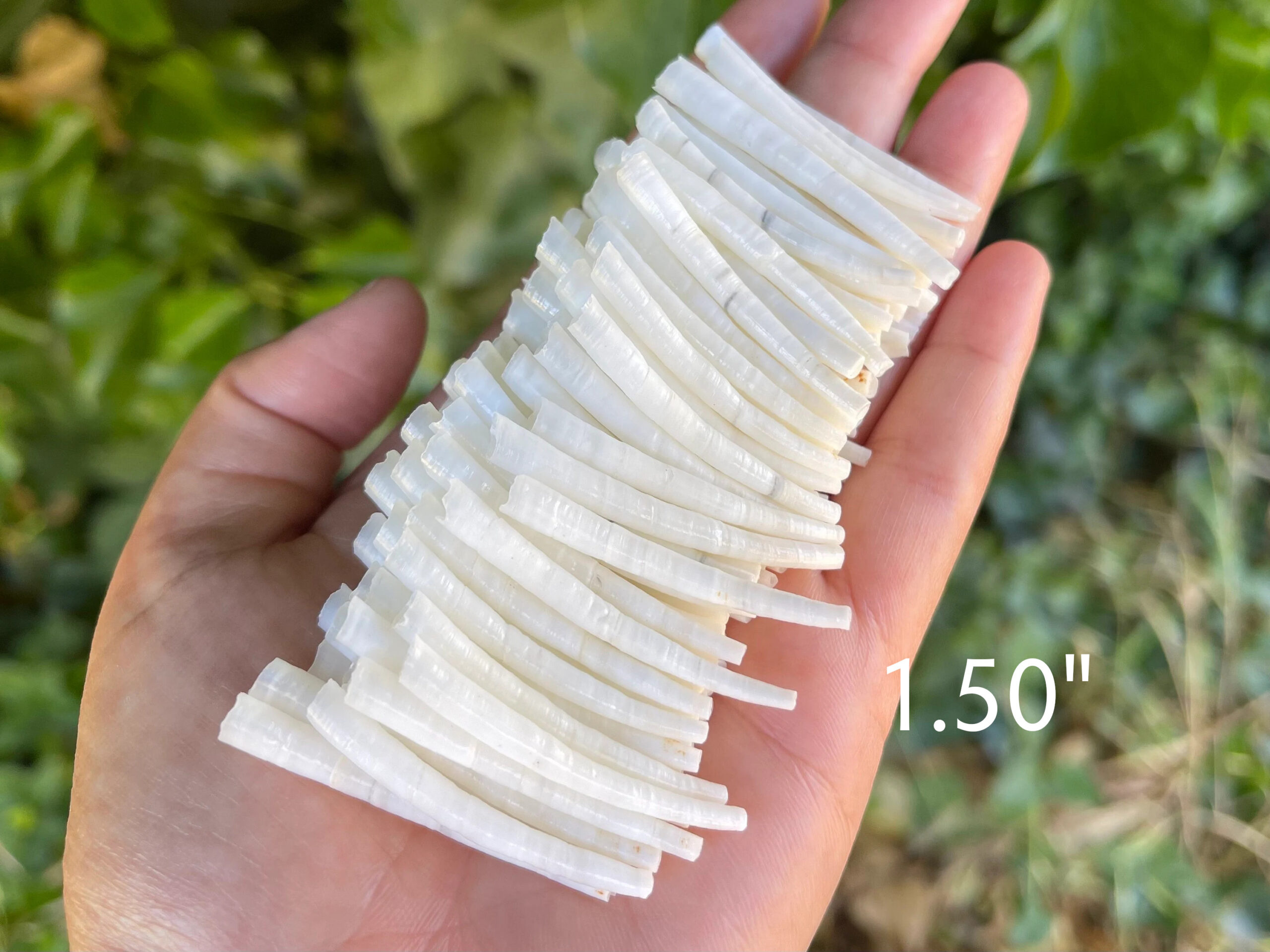 Smooth Dentalium, 1.50"