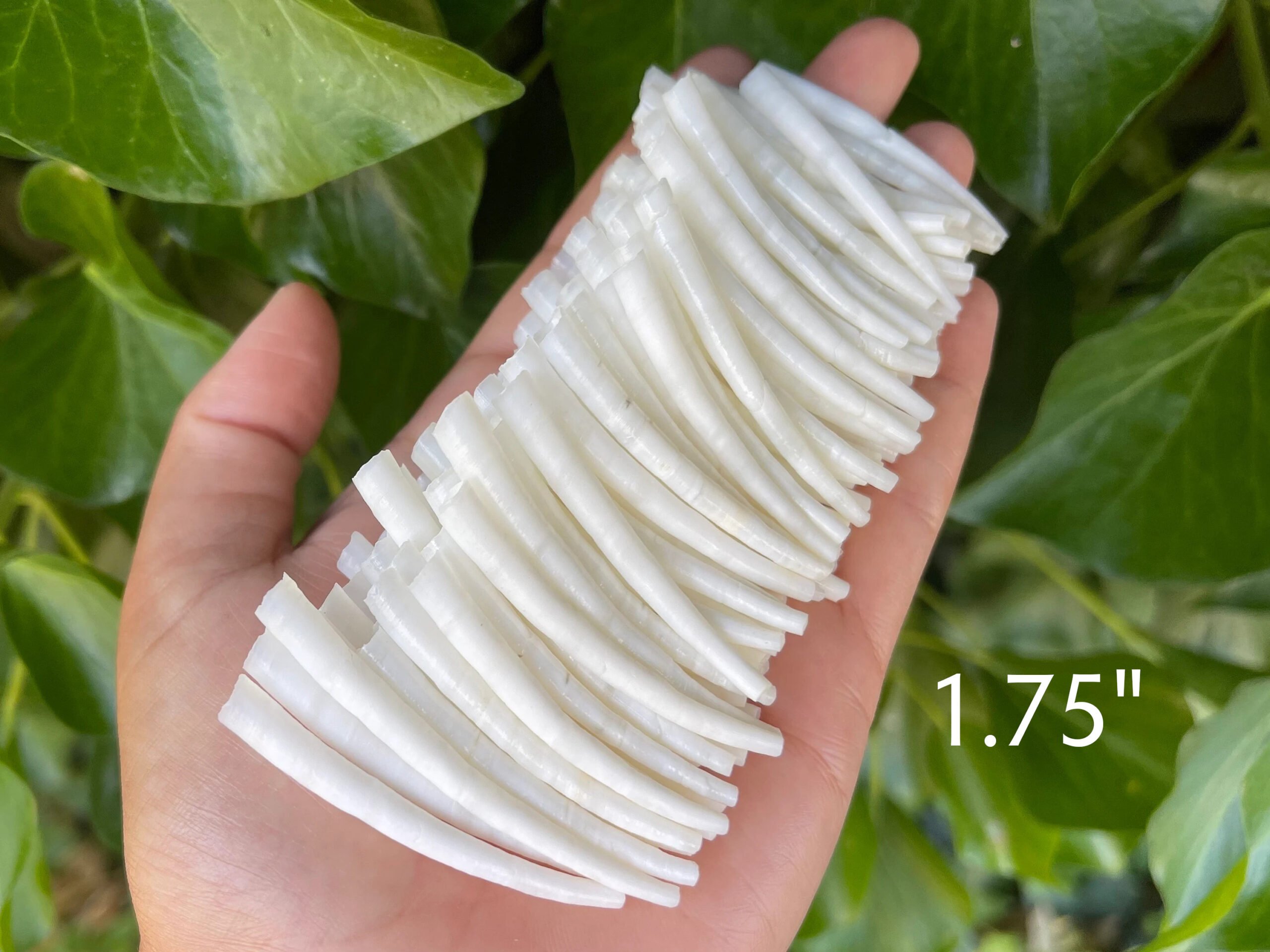 Smooth Dentalium, 1.75"