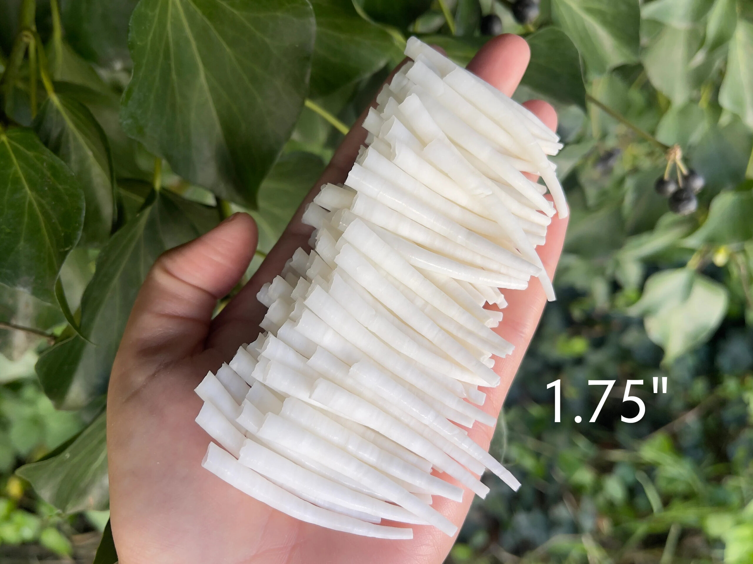 Smooth Dentalium, 1.75"