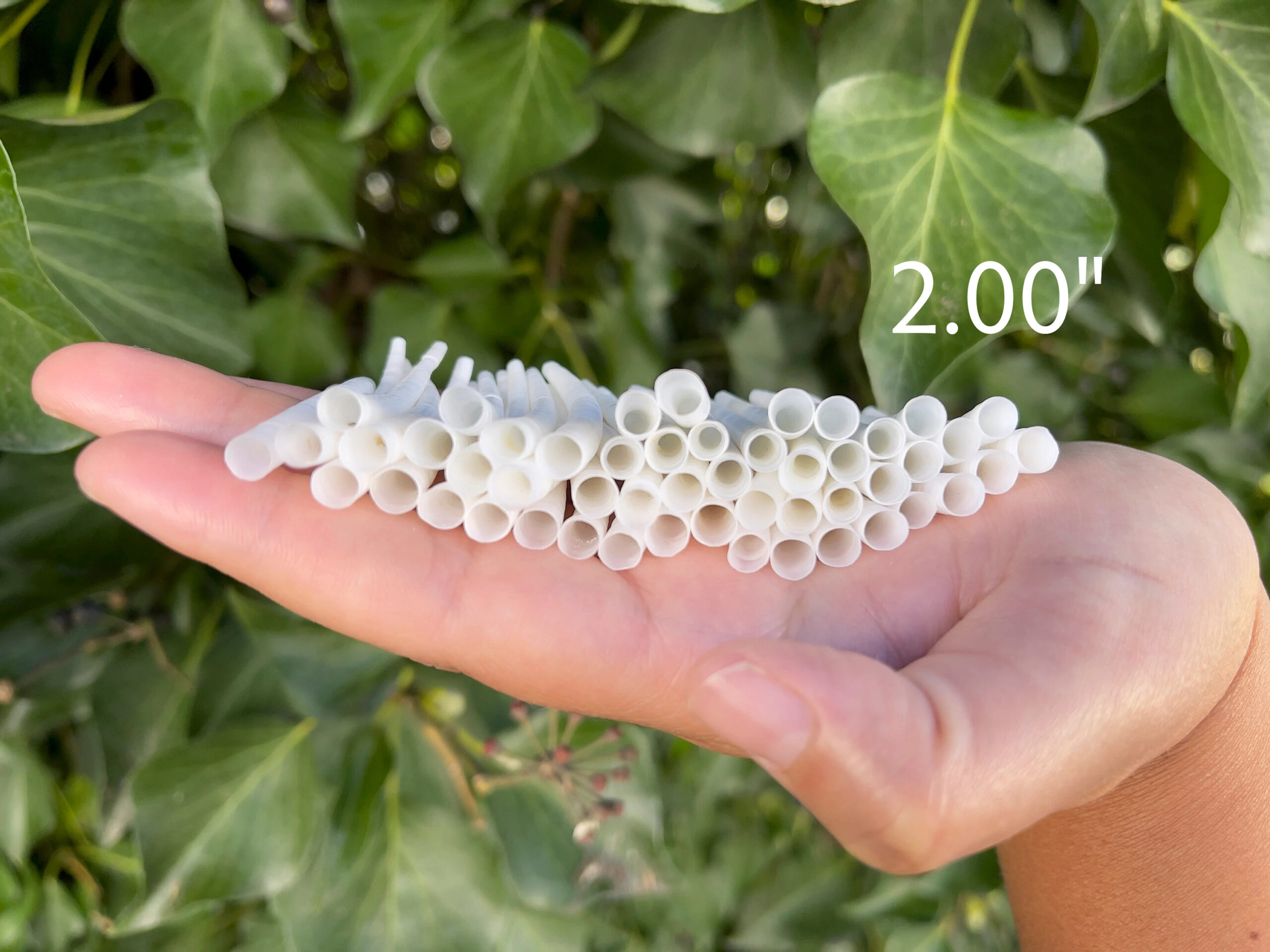 Smooth Dentalium, 2.00"