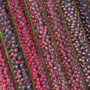6/0 Rusty Maroon Japanese Seed Bead Mini Pack