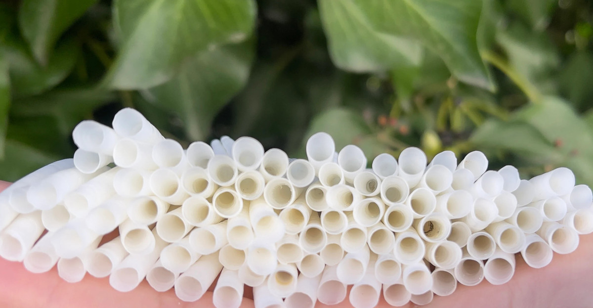 Smooth Dentalium Shells, Hand Sorted and Culled, only 1.25" right now - Image 13