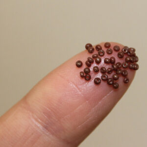 16/0 Vintage Micro Opaque Brown 5 grams